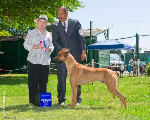 Dante' best of winners and best of breed-owner handler