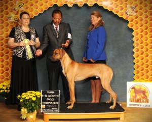 2014 National Ridgeback Specialty