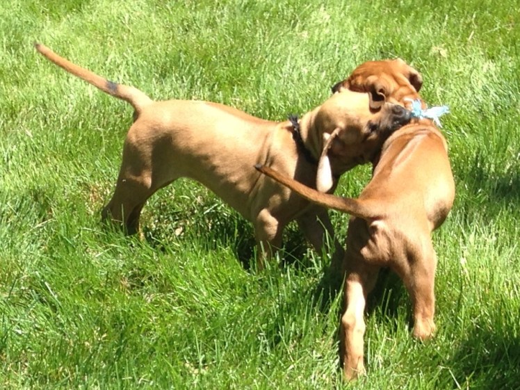 black and blue 5-27-18