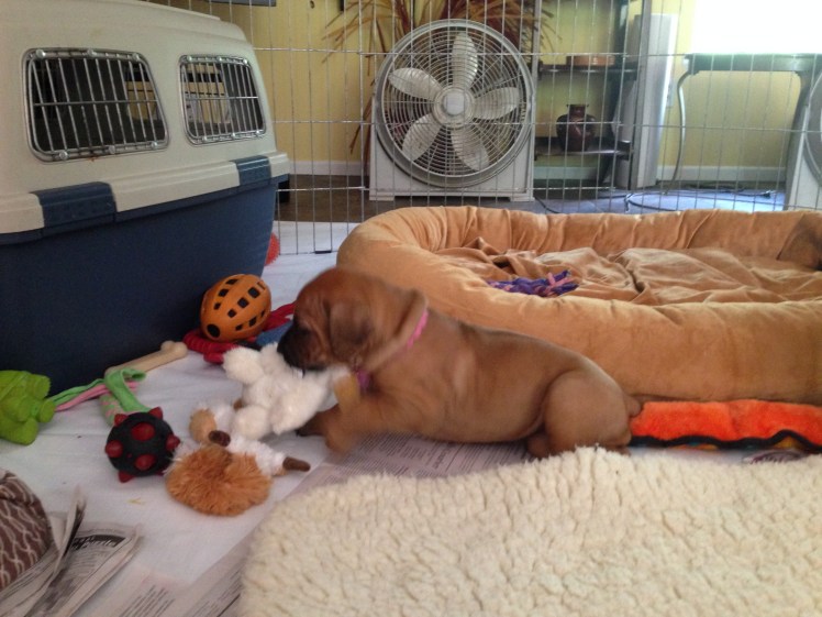 IMG_3682 pink 5-17-18