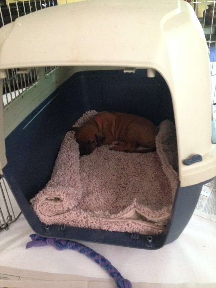 rumor litter 5-12-18