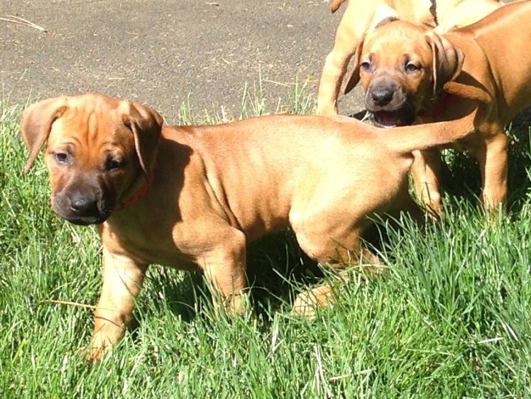 red girl 5-29-18 (2)