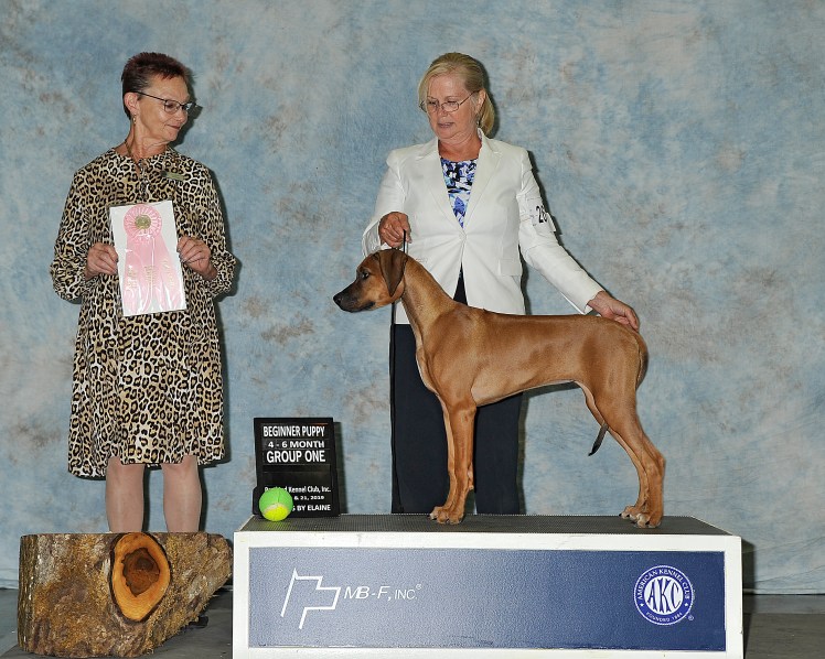 star puppy g1 portland 7-2019