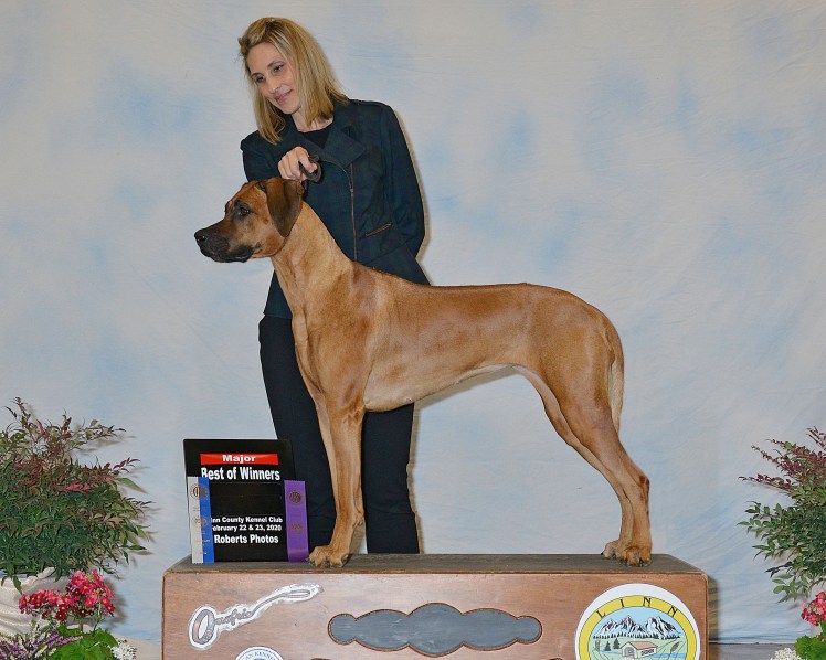 zula BOW Major Albany 2-2020